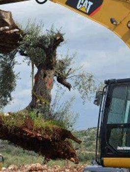 الاحتلال يقتلع 22 شجرة زيتون غرب رام الله 