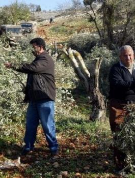 ط§ظ„ط§ط_طھظ„ط§ظ„ ظٹظ‚طھظ„ط¹ ط£ط´ط¬ط§ط± ط²ظٹطھظˆظ† ظپظٹ ظ‚ط±ظٹط© ط§ظ„ط¬ط¨ط¹ط© ط¬ظ†ظˆط¨ ط¨ظٹطھ ظ„ط_ظ…