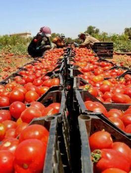 دعوة لمقاطعة البندورة بعد غلاءها 