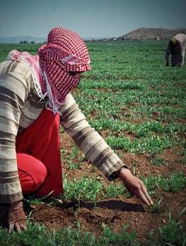 القيع على المزروعات 