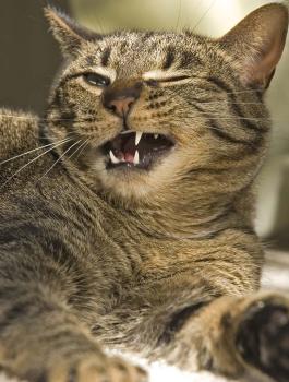 قطة تحبس سيدة يومين في المطبخ 