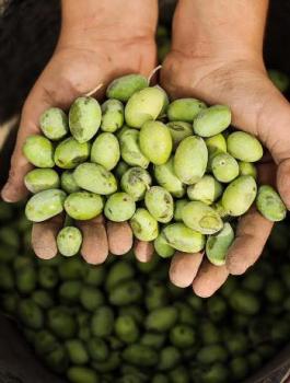 ما هي "البعارة" في موسم الزيتون؟