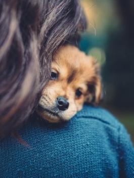 انفاق الامريكيون على الحيوانات 