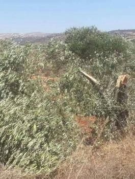 المستوطنون يقطعون اشجار زيتون في نابلس 
