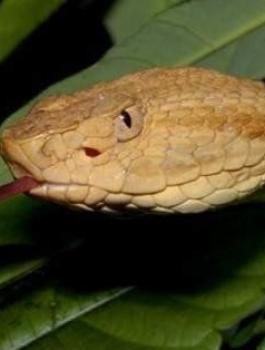 افعى تقرع الجرس 