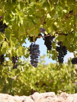 المستوطنين ومزارع العنب في الخليل 