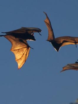 وباء قادم من الخفاش 