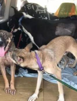 كندا تتبنى 15 كلباً مشردا ً من مدينة بيت لحم