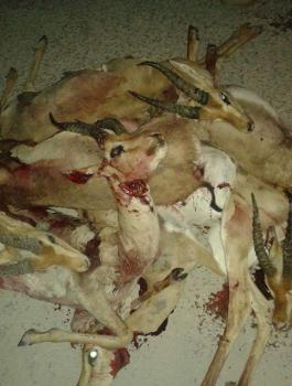 مجزرة غزلان في جبال سلفيت 