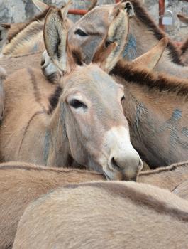 لحوم الحمير 