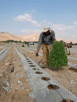 جمعيات المزارعين 