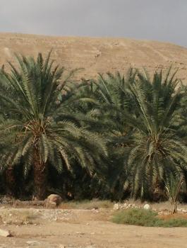 زرع نخيل أريحا في غزة 