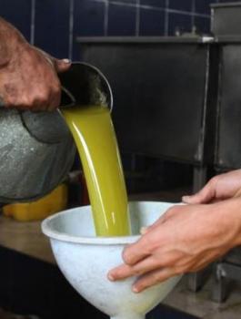 مسابقة زيت الزيتون في فلسطين 