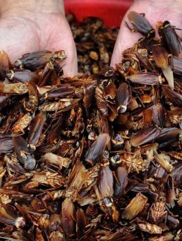 الاسرى في سجن النقب 