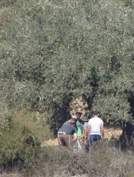 سرق عشرات المستوطنين اليوم الأحد، ثمار عشرات أشجار الزيتون من أراضي قرى نابلس. وقال غسان دغلس مسؤول ملف الاستيطان في شمال الضفة لـ معا، إن مستوطنين من "جفعات رونيم" سرقوا ثمار 60 شجرة زيتون من أراضي شرق بورين تعود للمواطنين محمود عيد ومحمد رشيد. كما سرق م