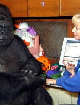 موت غوريلا 46 عاماً أتقنت لغة الإشارة مع البشر