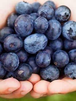 التوت البري يعزّز صحة الأمعاء ويقوي الجهاز المناعي