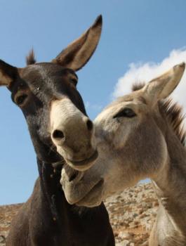 انثى حمار 