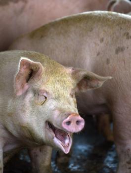 حمى الخنازير 