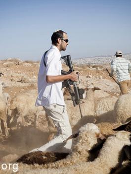 المستوطنون والاغنام 