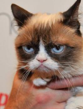 القط العابس 