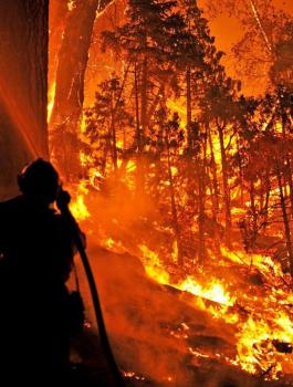 الدفاع المدني يسيطر على حريق اشجار هائل في جبال بيت دقو شمال غرب القدس