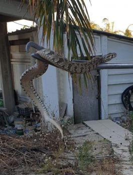 افعى فلسطين السامة 