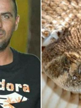 افعى فلسطين 