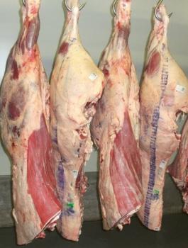 أسعار لحوم الأضاحي في فلسطين 