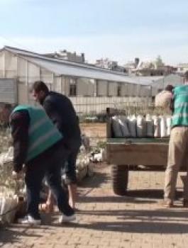 سجناء يقضون عقوبتهم في حقول الفستق
