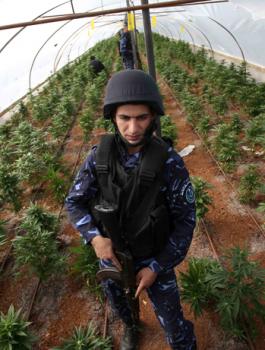 الشرطة تضبط 70 شتلة مارجوانا في يطا جنوب الخليل