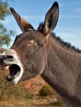 NB-80472-635112211964788578