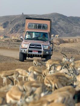 اكتشاف فيلة وأحصنة وأسماك وزواحف متحجرة في صحراء الجزيرة العربية