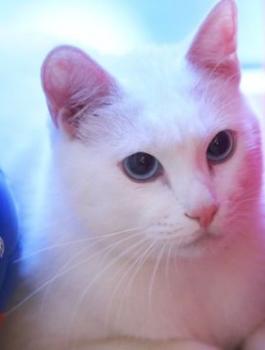 قط اصم ومباريات كأس العالم في روسيا 