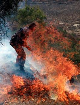 حرائق اشجار زيتون في جنين 