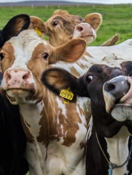 العجول في فلسطين 