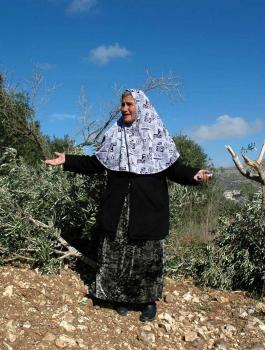 قطع اشجار الزيتون 