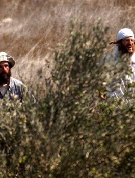 مستوطنون يسرقون الزيتون من اراضي المواطنين في  حوارة 