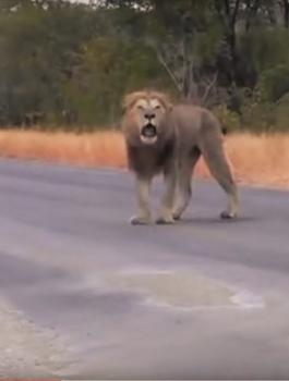 Fullscreen capture 12242015 85515 PM