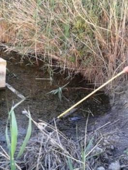 حمى غرب النيل في اسرائيل 