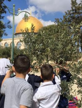 اشجار الزيتون في الأقصى