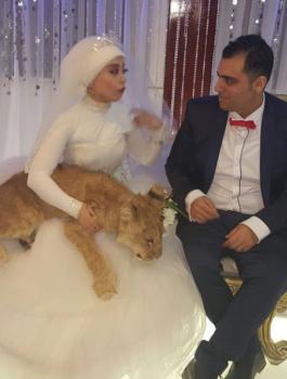  عروس مصرية تصطحب أسداً 