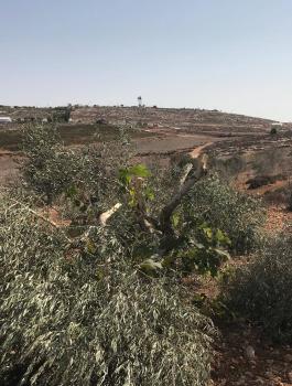 قطع اشجار زيتون في ترمسعيا 