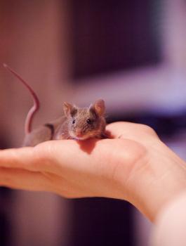 فأر يكبد مطعم خسارة فادحة 