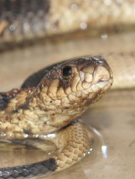 الشرطة الألمانية تعثر على ثعبان في سروال شاب