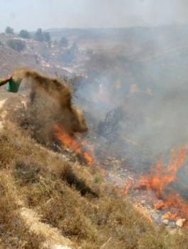 image_750x_5ec68b3534938