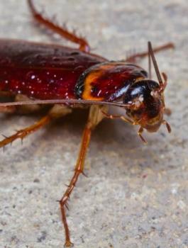 اكل الصراصير وجسم الانسان 