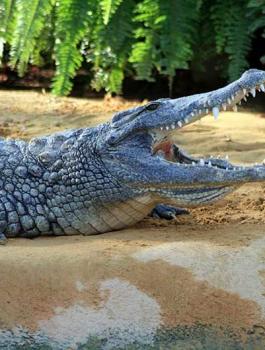 مئات التماسيح تهدد أمن سكان منطقة وادي الاردن 