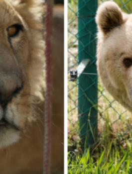 الأردن يستقبل الحيوانات الهاربة من الحروب