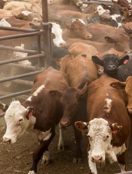 وزارة الزراعة والعجول 